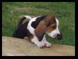 Our Basset Hound Puppy, Wrigley